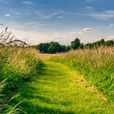 A field with tall grass and a short grass path.