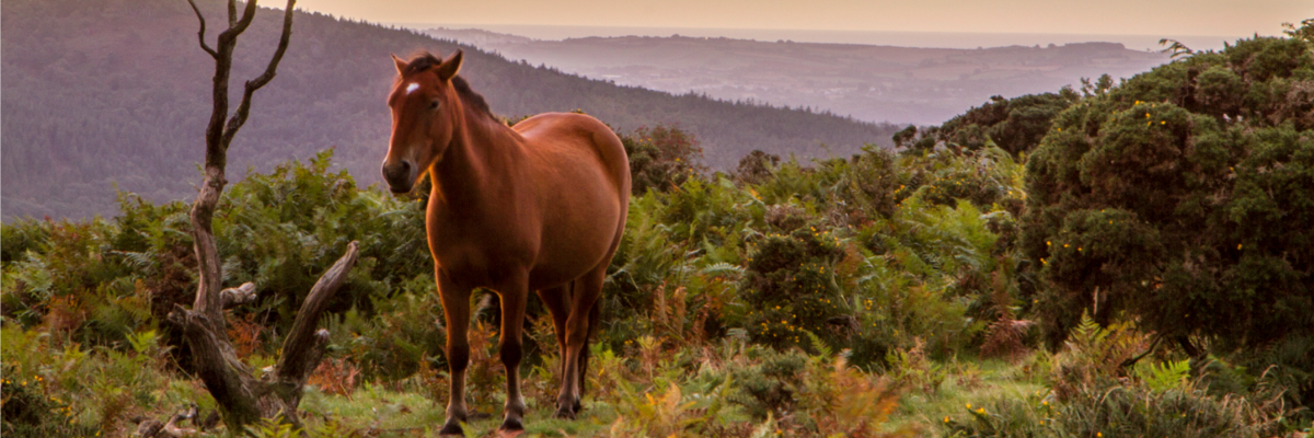 A brown horse standing on a vibrant green field and sun setting behind.