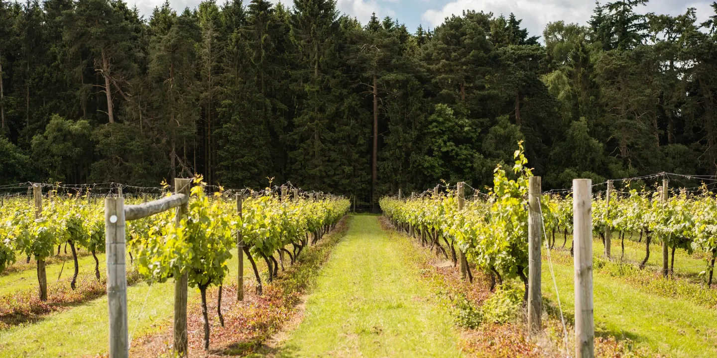 Oaken Grove Vineyard